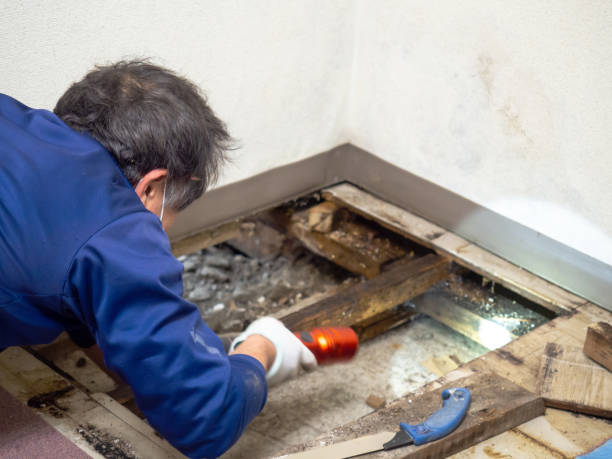 Best Emergency Mold Remediation in Elk Mound, WI