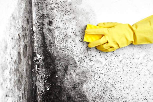 Best Black Mold Remediation in Elk Mound, WI