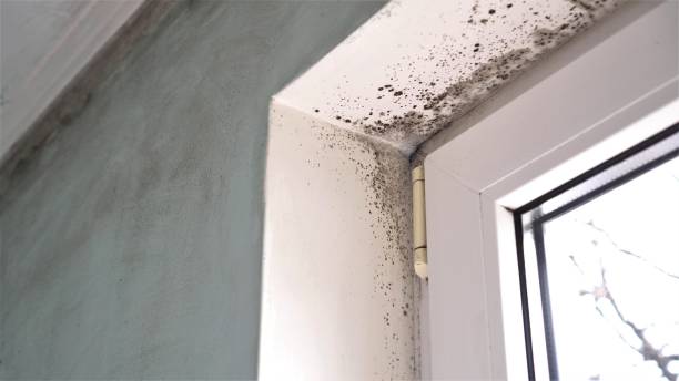 Best Basement Mold Remediation in Elk Mound, WI