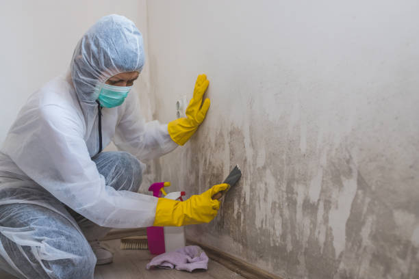 Best Crawl Space Mold Remediation in Elk Mound, WI