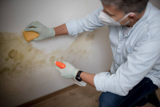 Best Residential Mold Remediation in Elk Mound, WI