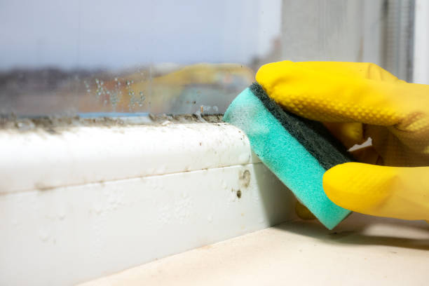 Best HVAC Mold Remediation in Elk Mound, WI