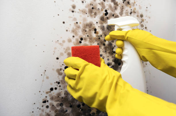 Best Mold Remediation for Schools in Elk Mound, WI
