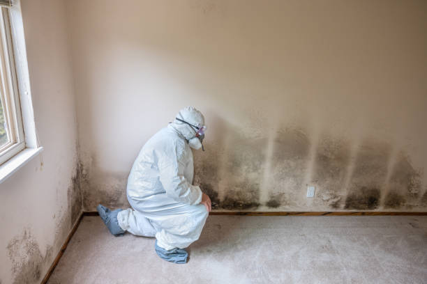 Best Attic Mold Remediation in Elk Mound, WI