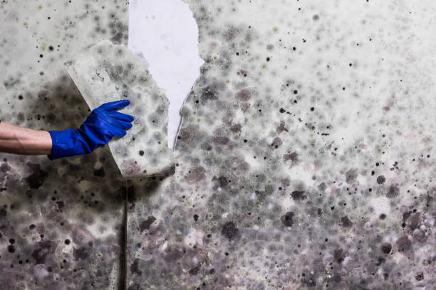 Best Post-Remediation Services in Elk Mound, WI